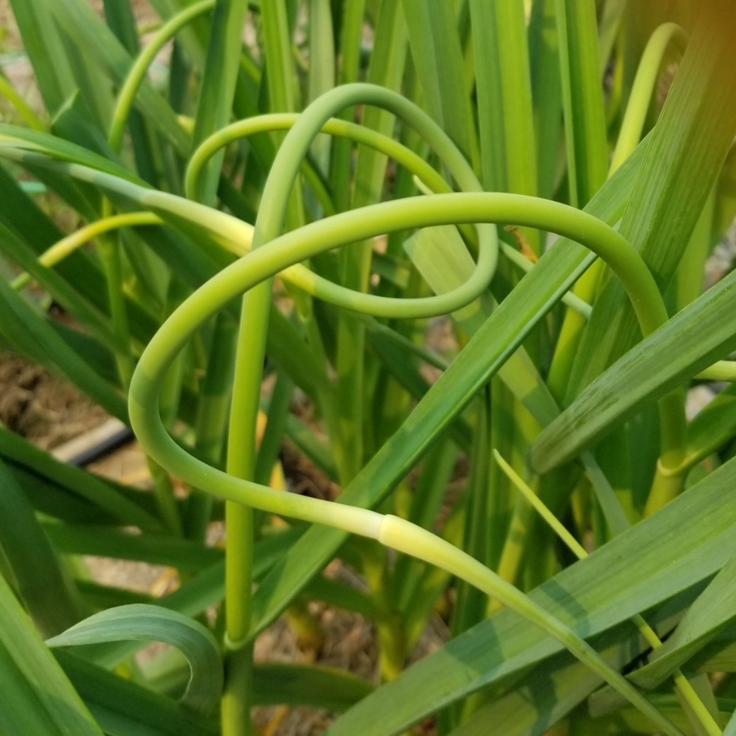 Garlic Scape and Radish Green Pesto