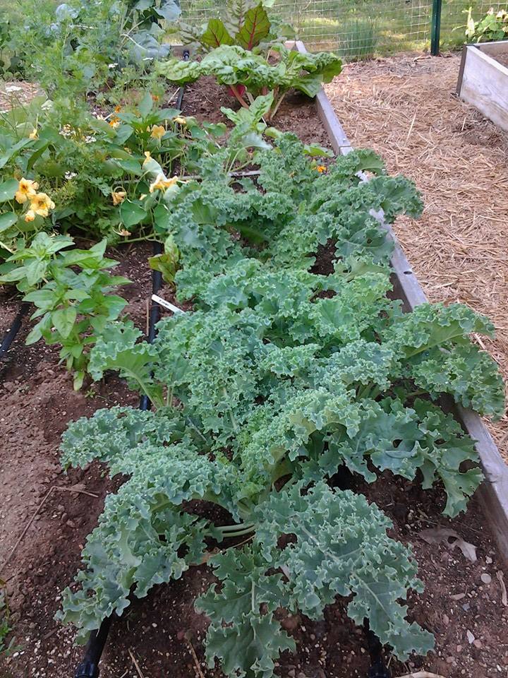 kale for Coconut Creamed Greens