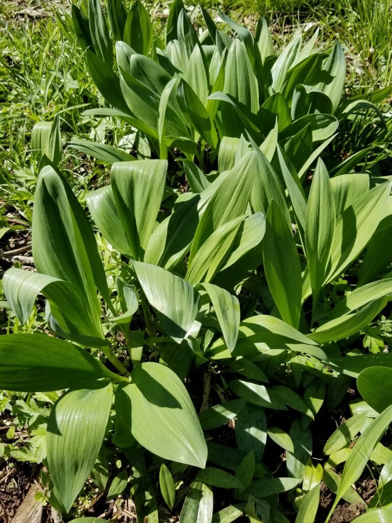 ramps growing in our pollinator patch