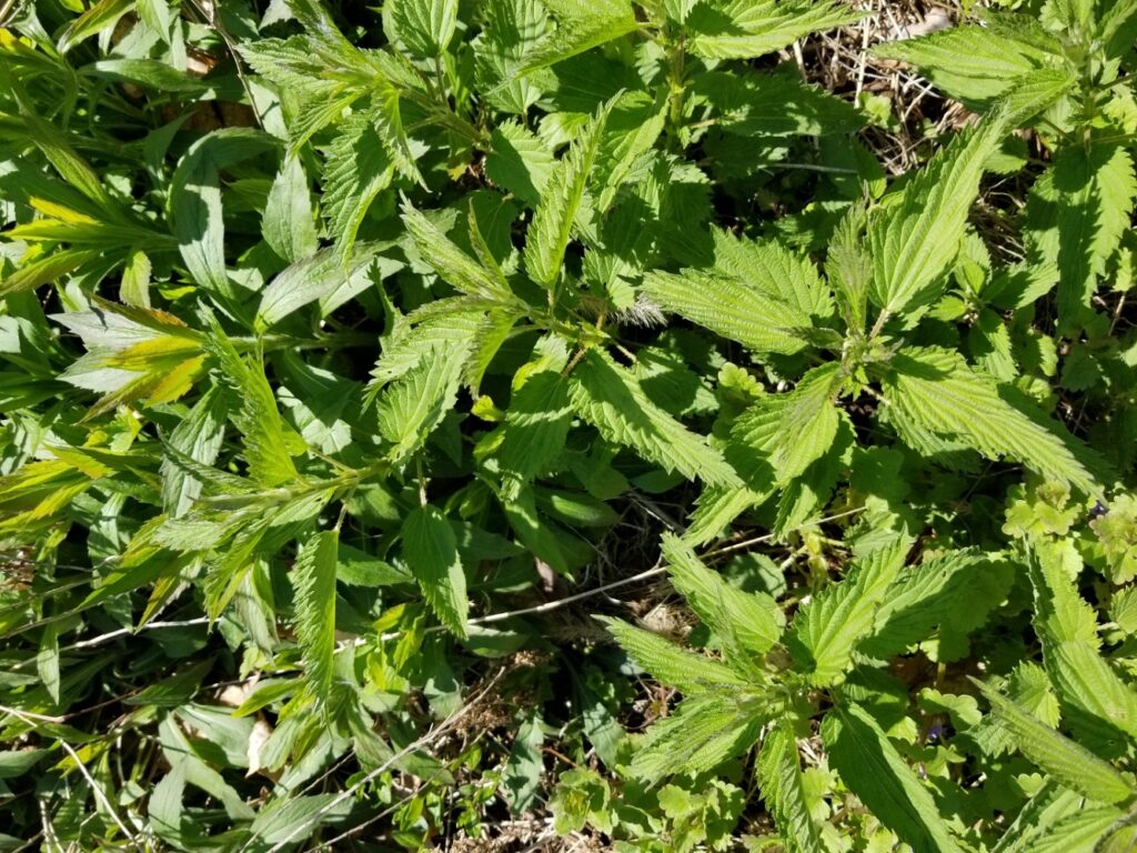 more stinging nettles