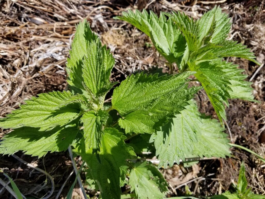 stinging nettle