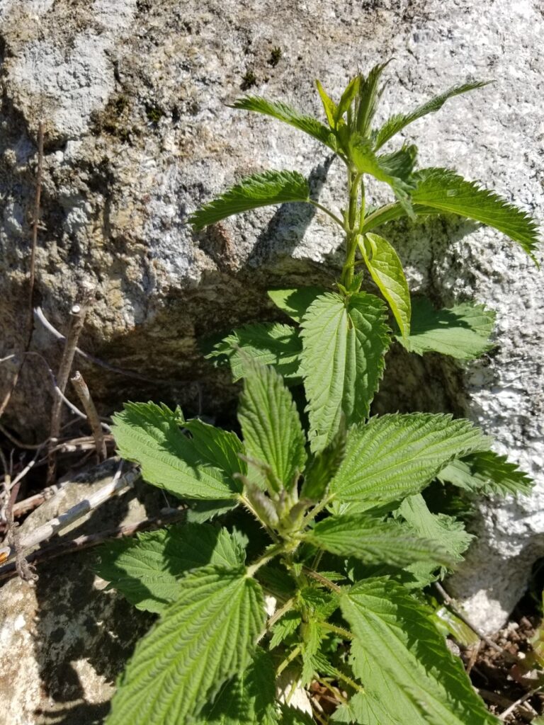 stinging nettles