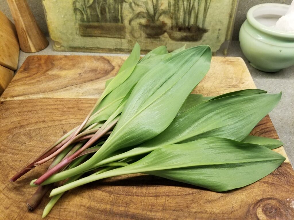 freshly picked ramps