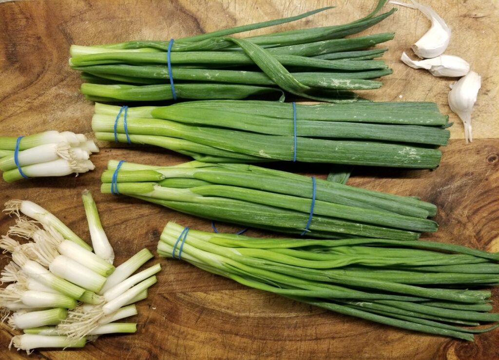 four bunches of scallions, the beginning of scallion cream penne