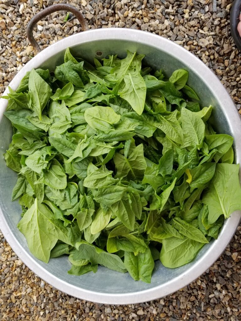 fresh spinach