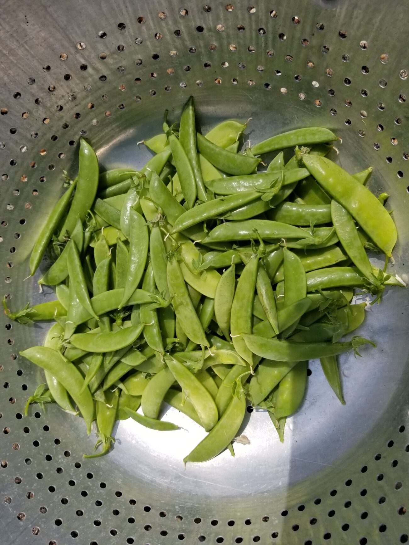 sugar snap peas fresh from the garden