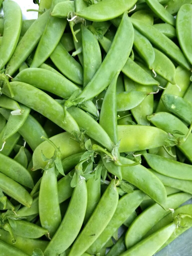 sugar snap pea harvest