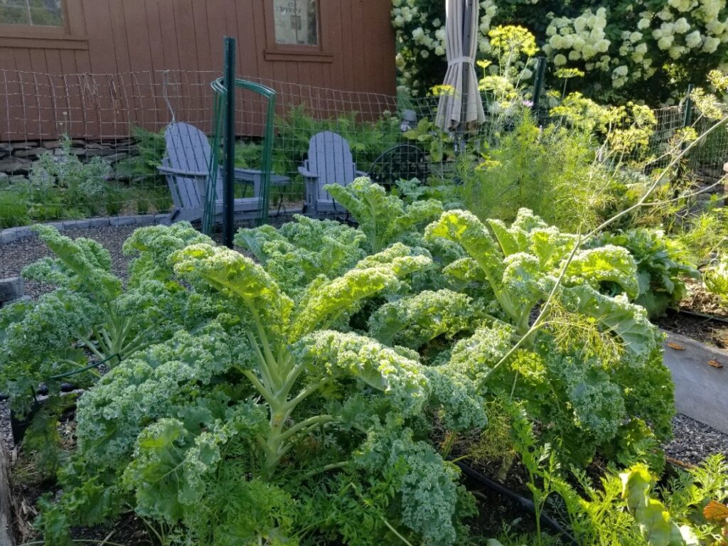 sun-kissed kale