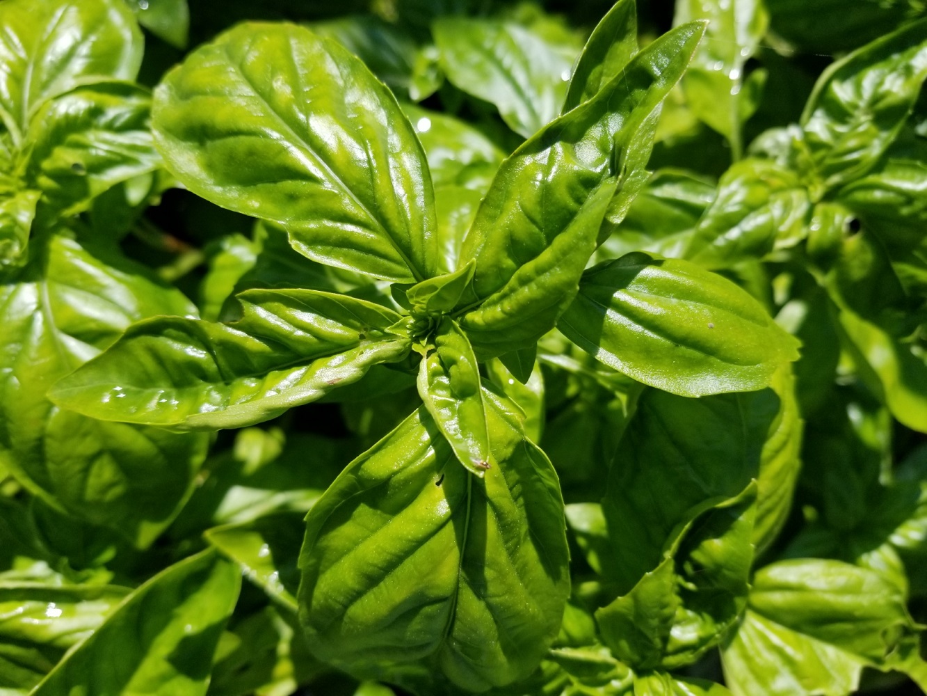 fresh basil