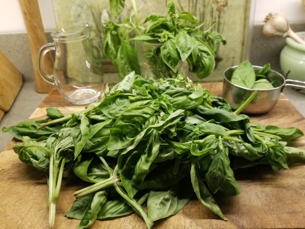 a bunch of basil