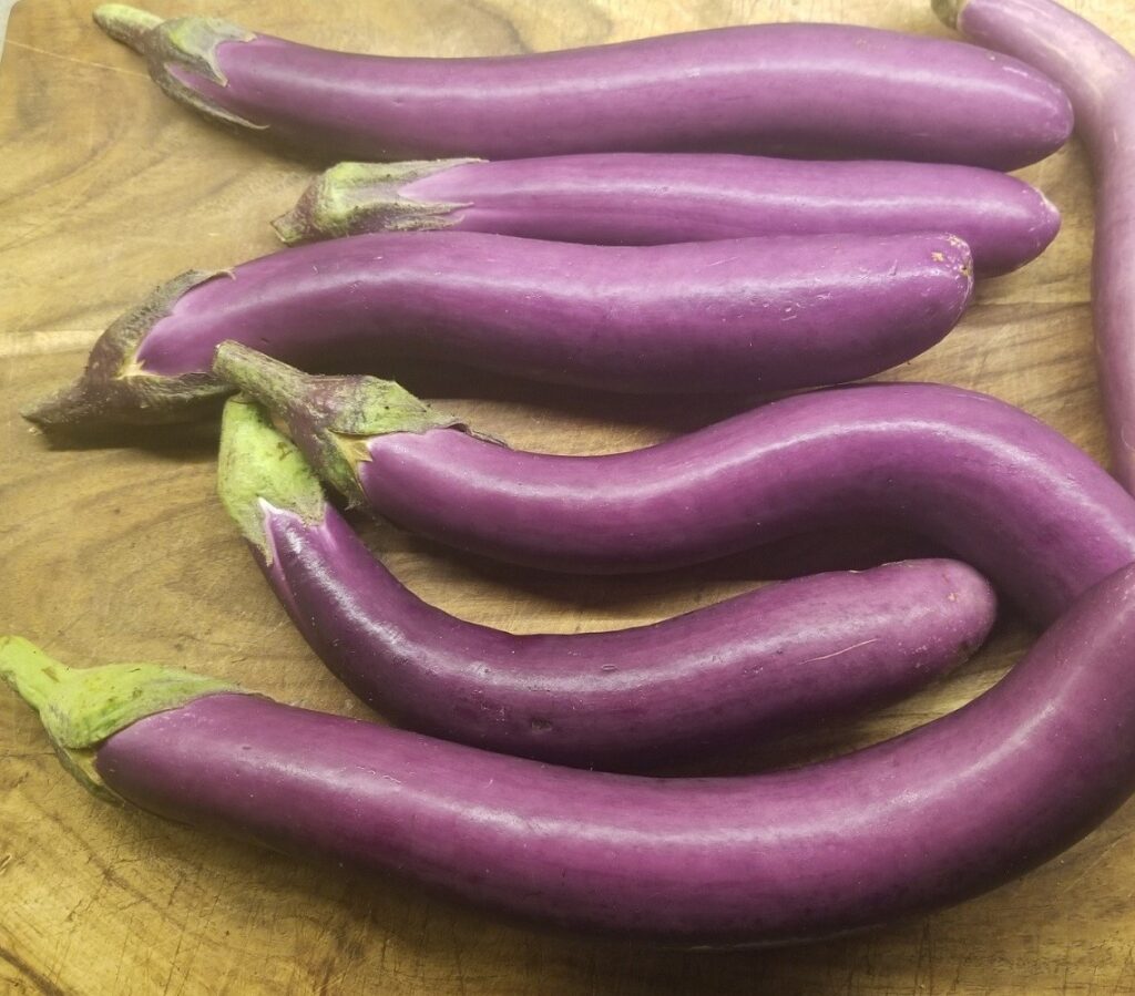 eggplant fresh from the garden