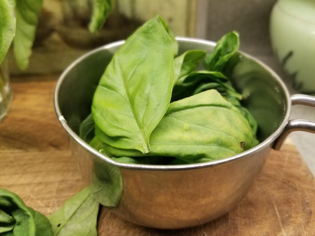 freshly picked basil