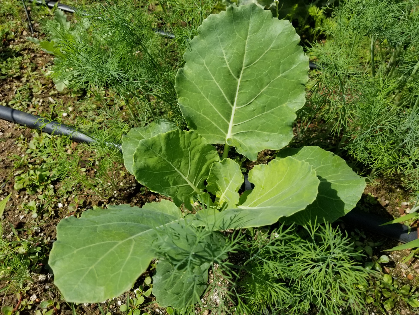 Collard green seedlings