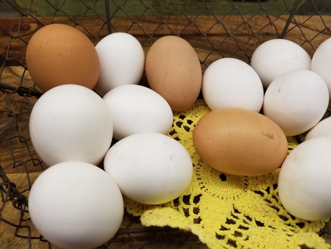 eggs for fermented pasta dough