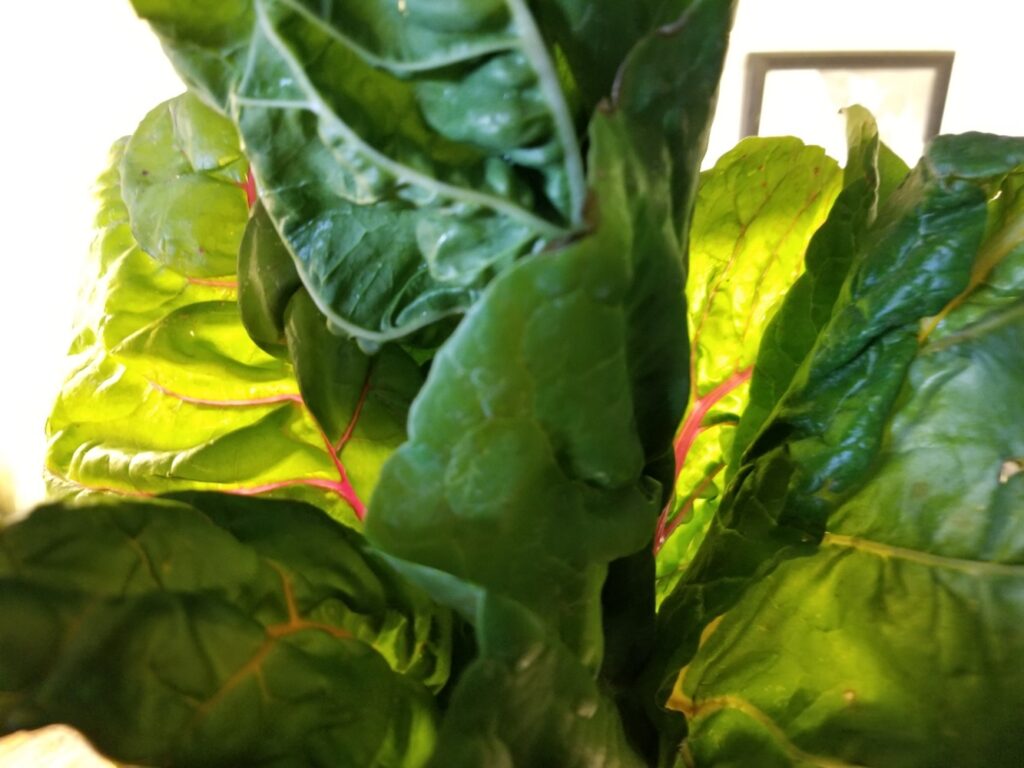 beautiful Swiss chard