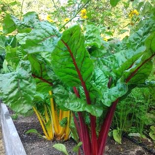 Swiss Chard in the garden for Swiss Chard with Spiced Butter