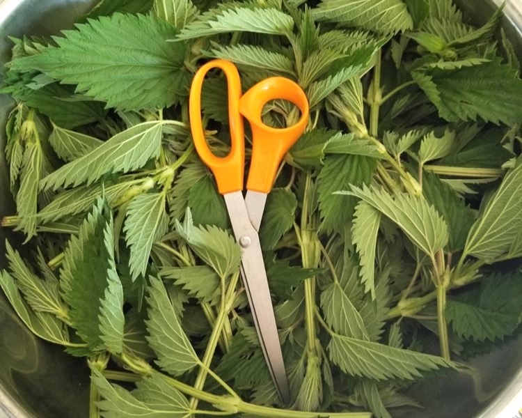 Stinging Nettle Risotto