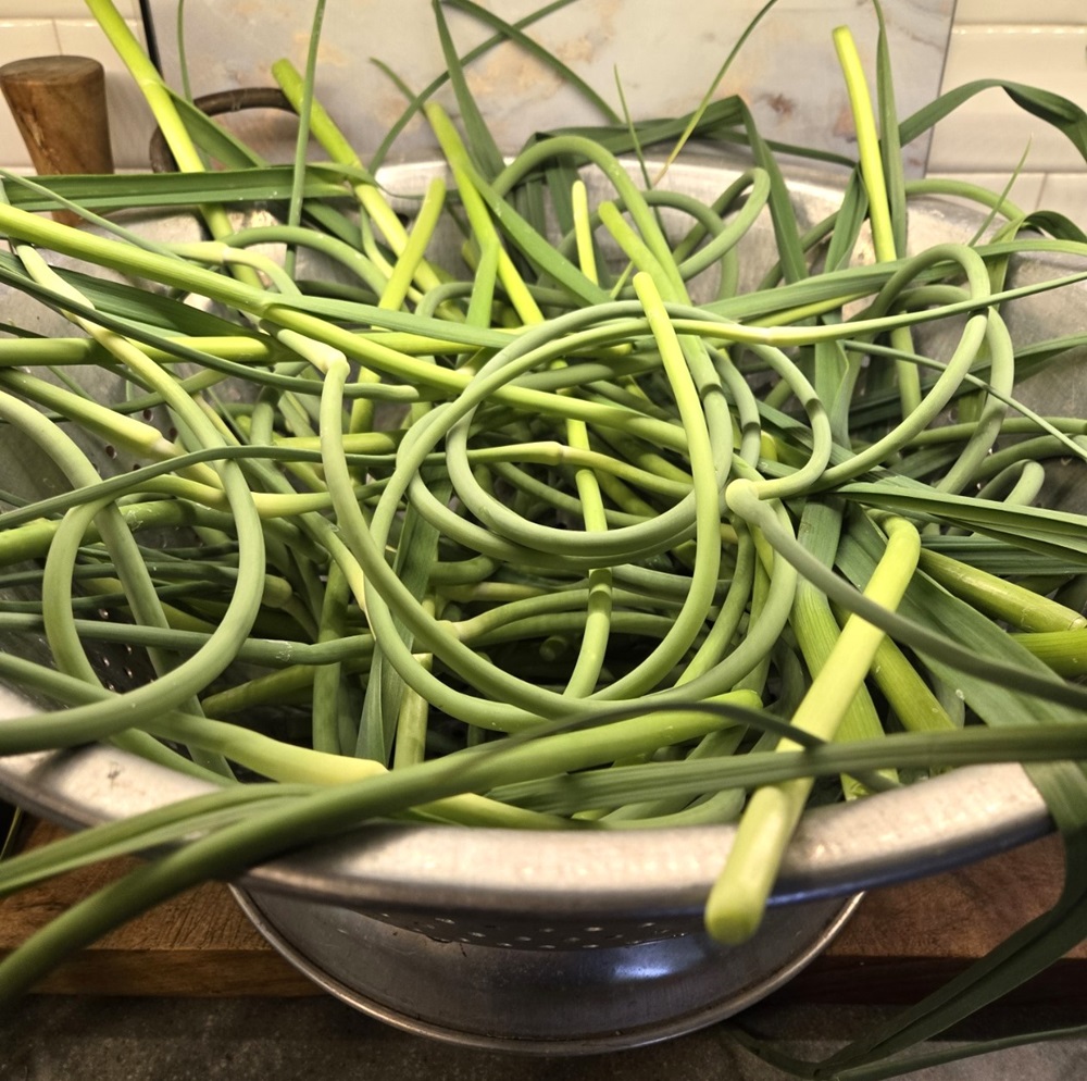 freshly pulled scapes for Pickled Garlic Scapes