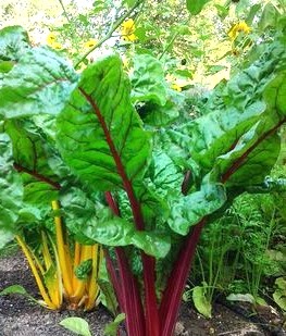 Swiss chard greens