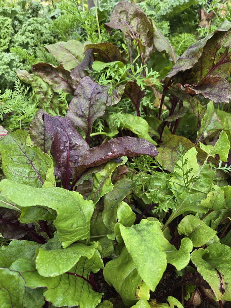 beet greens