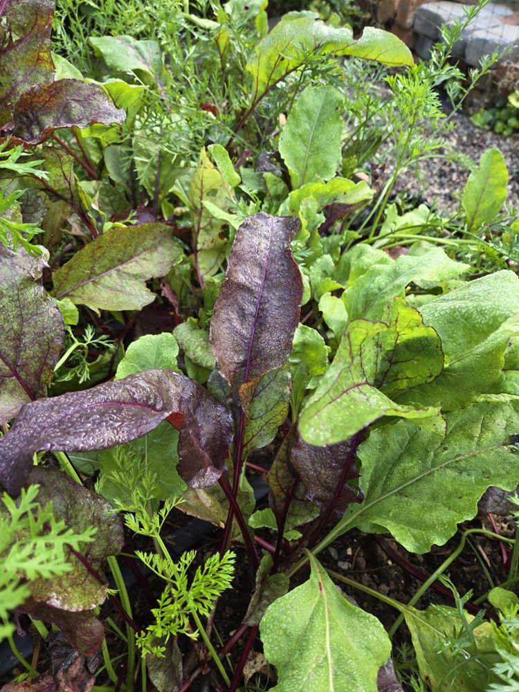 beet greens