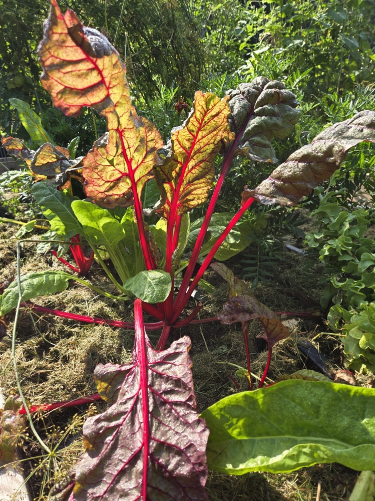 Swiss chard