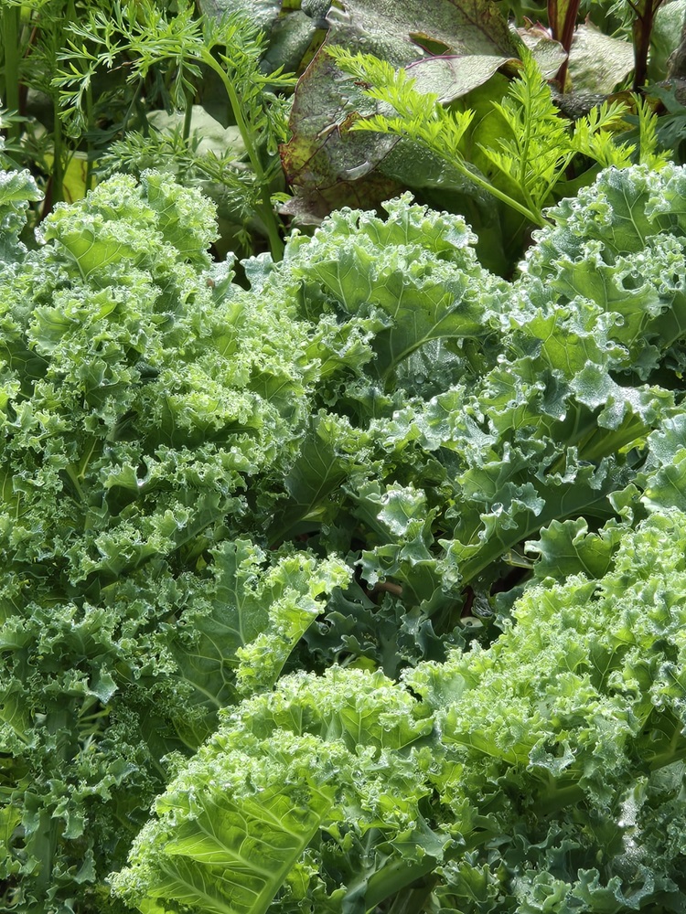 kale greens