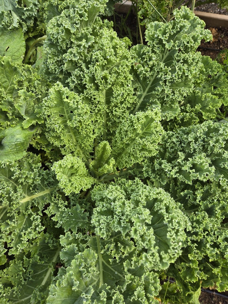 kale