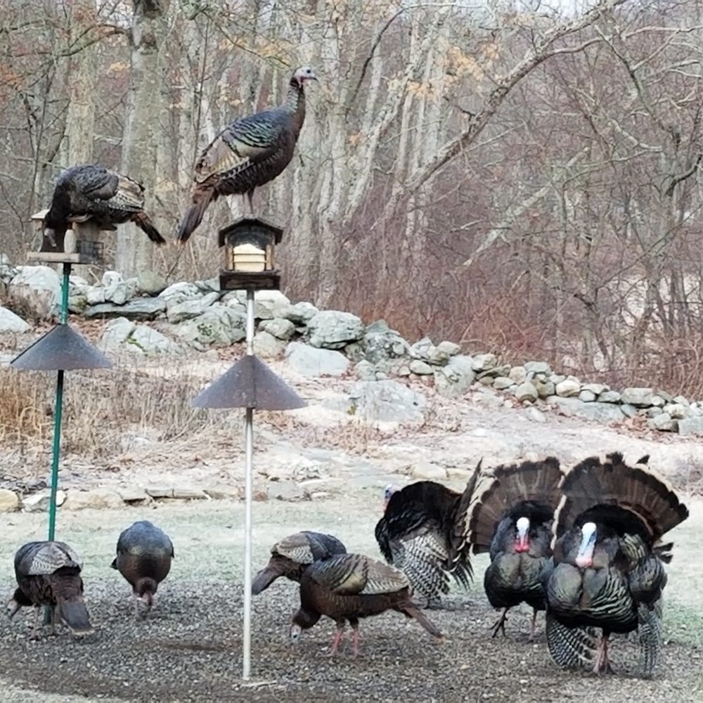 Turkeys eat in the backyard while melinmac cooks inside