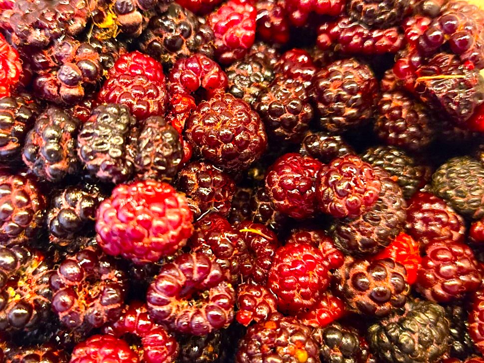 Black Raspberries for Black Raspberry Sorbet